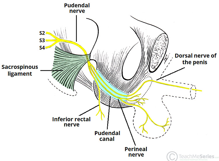 https://images-glowm.cms.ama.uk.com/img/Gynecology-V01-C16-01b.jpg