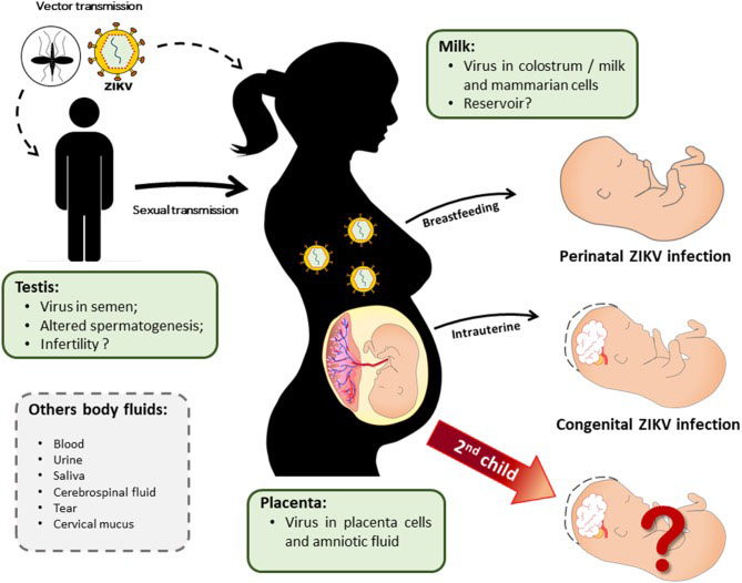 Detection and persistence of Zika virus in body fluids and associated  factors: a prospective cohort study