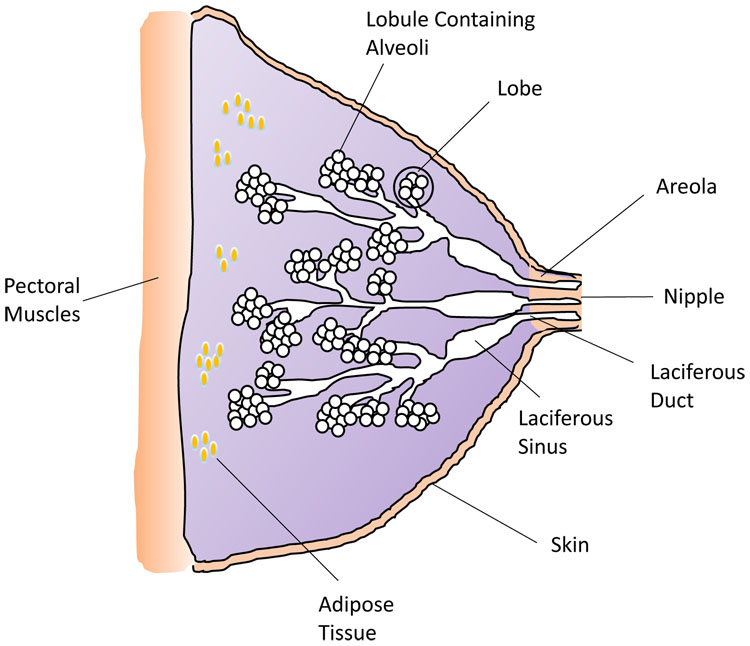Physiology of the Puerperium and Lactation, Article
